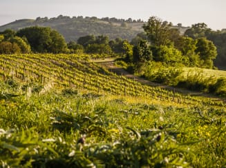 Montemerano