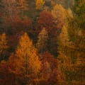 foliage nelle dolomiti