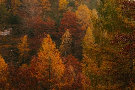 foliage nelle dolomiti
